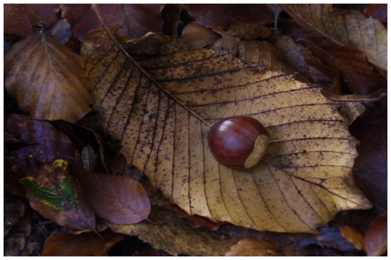 la star de l automne ...avec les champignons..