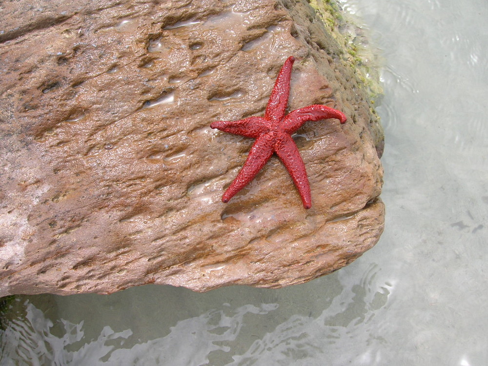 la stella del sud