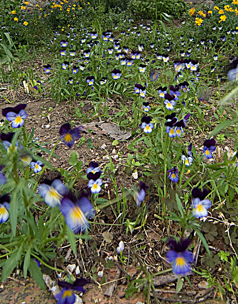 La strada dei fiori incerti