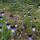 La strada dei fiori incerti