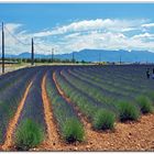 la strada della lavanda....