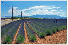 la strada della lavanda....