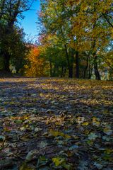 La strada nel Bosco