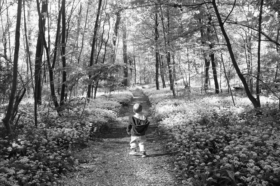 la strada nel bosco 