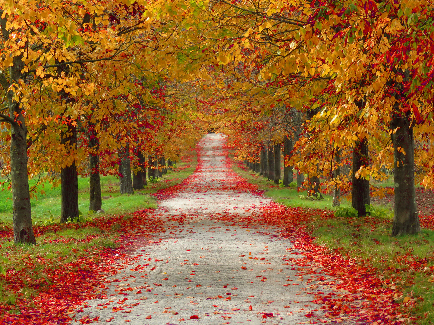 la strada nel bosco 