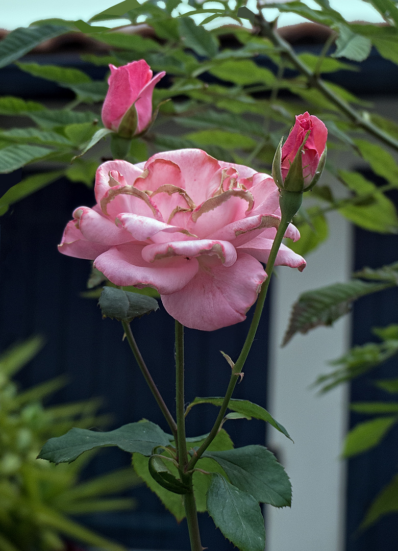 la survie de la rose