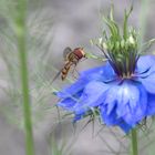 La Syrphe et la Nigelle