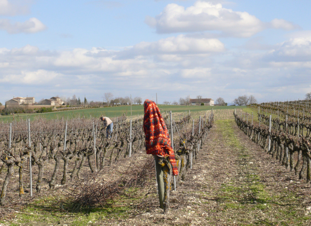 La taille de la vigne