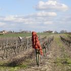 La taille de la vigne