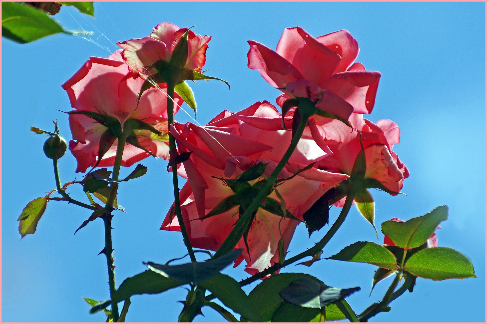  la tela di ragno....profumata alla rosa!