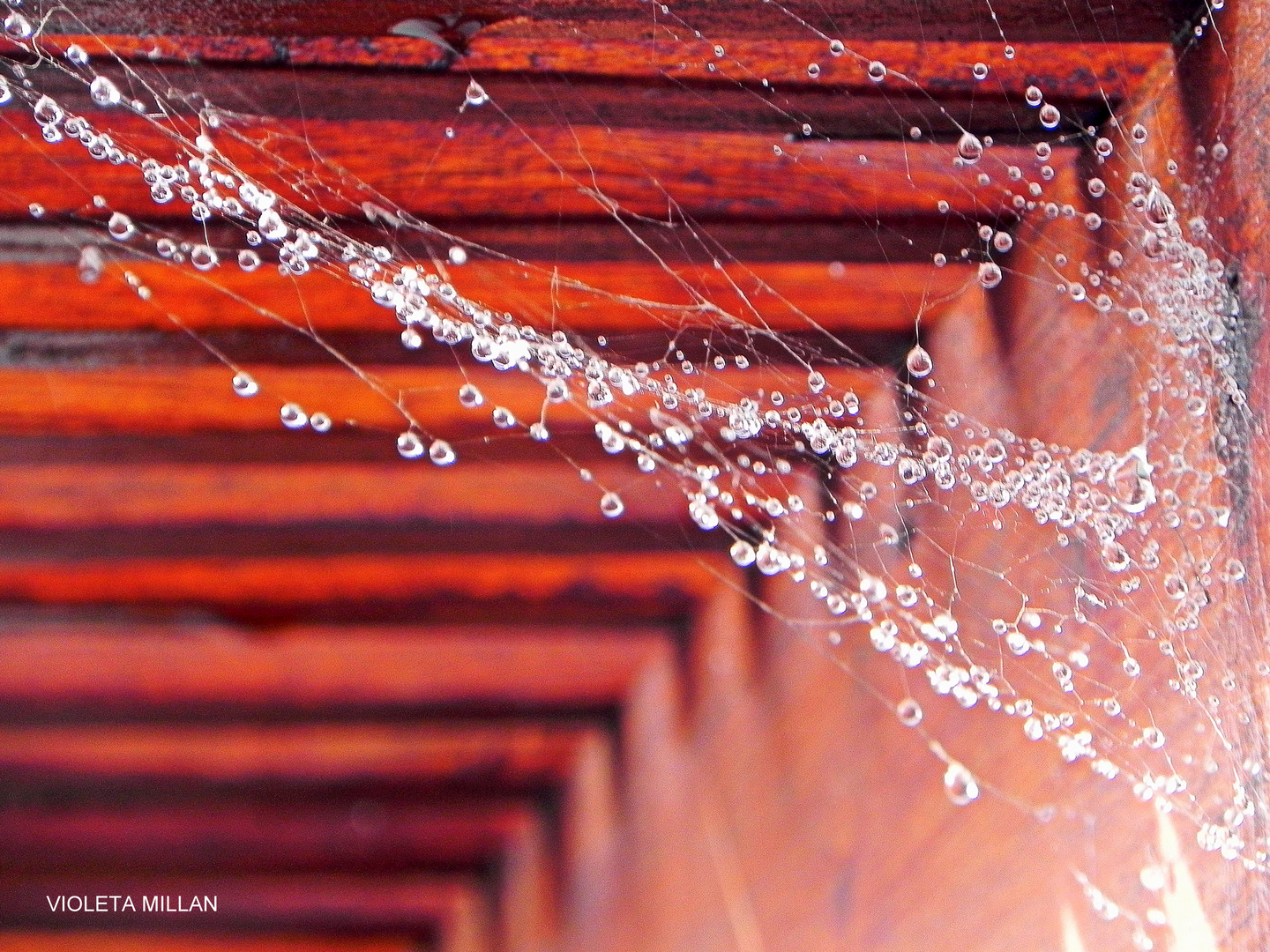 LA TELARAÑA Y LA LLUVIA,