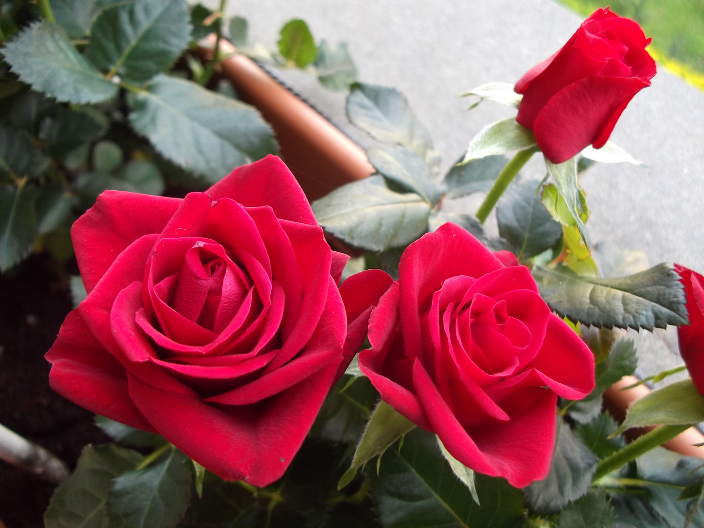 La tempesta è capace di disperdere i fiori ma non è in grado di danneggiare i semi.