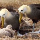 La tendresse des albatros