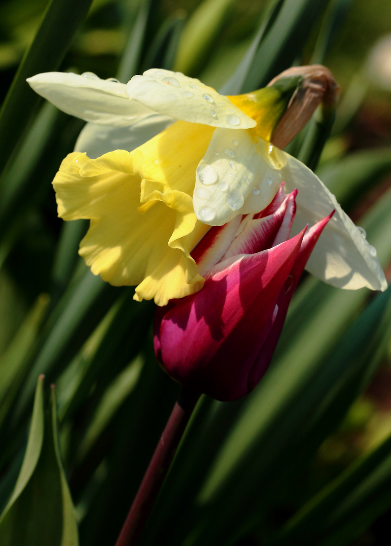 la tendresse des fleurs