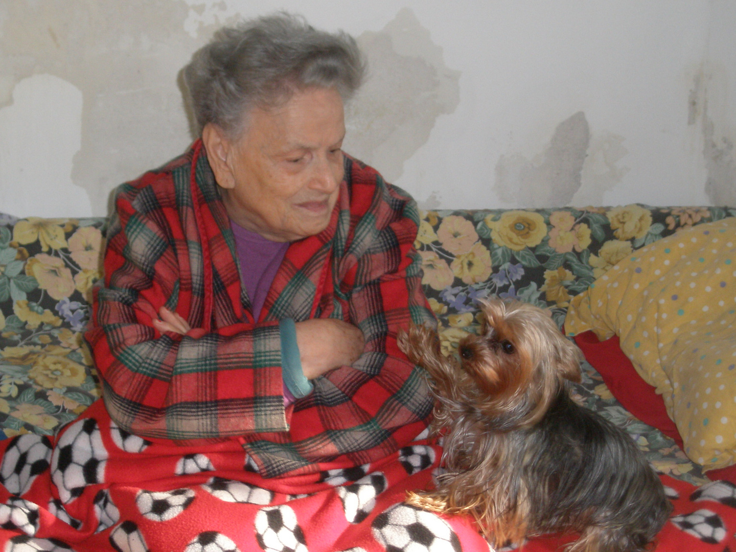 la tenerezza di una cagnolina