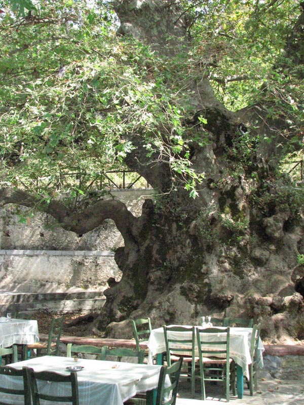 la terrasse du café