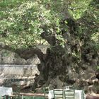 la terrasse du café