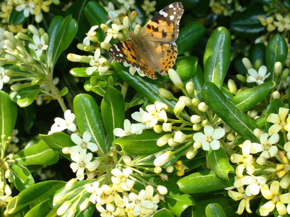 la terre, l'air : le papillon