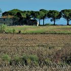 la  terre se repose.....après les récoltes 