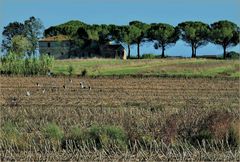 la  terre se repose.....après les récoltes 