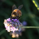 la tete dans la lavande