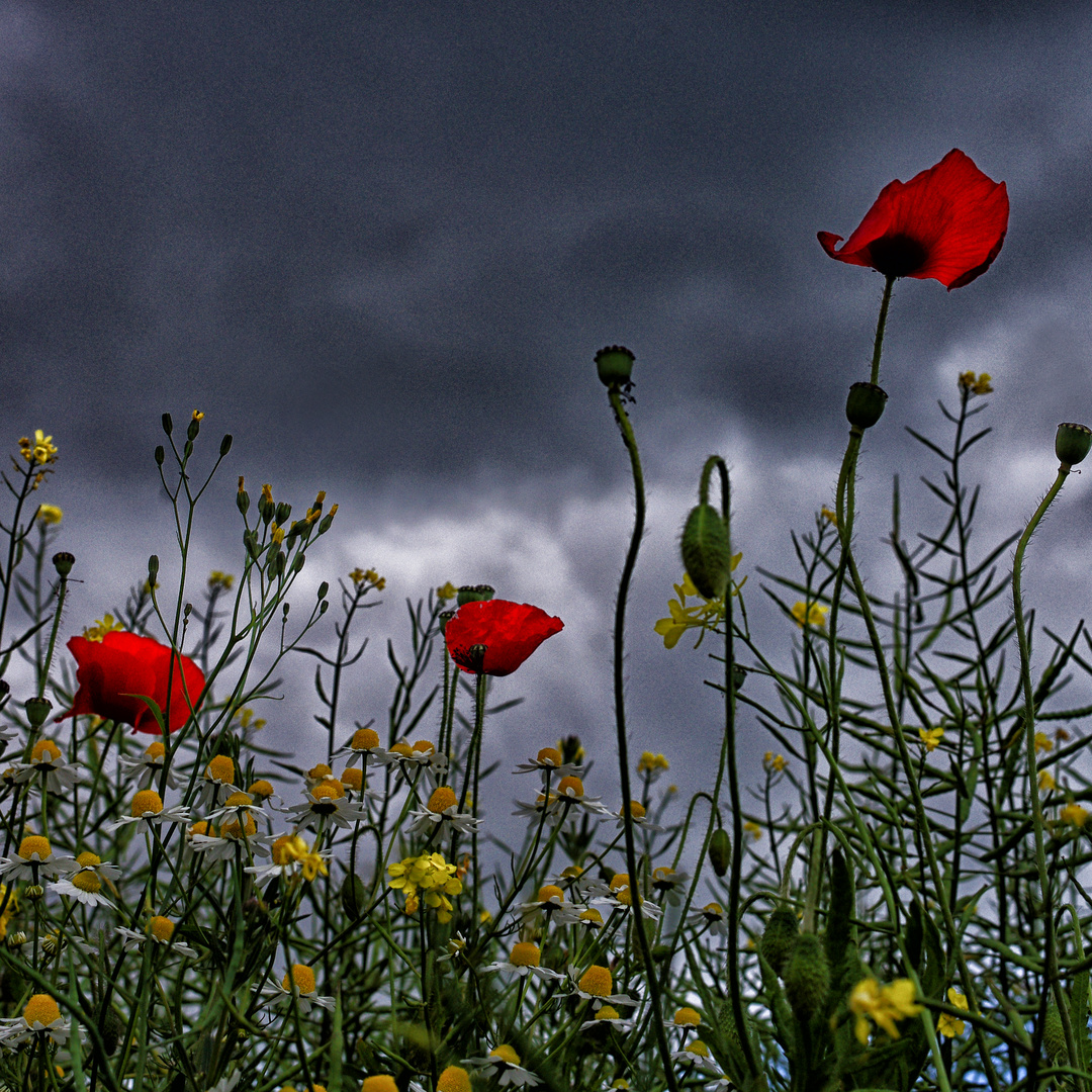 la tete dans les nuages