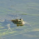 la tete hors de leau