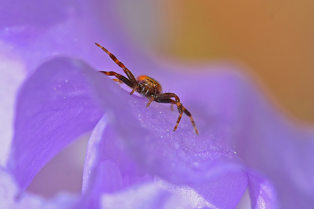 La Thomise et l'iris