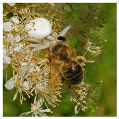 La Thomise, l'abeille et le moucheron