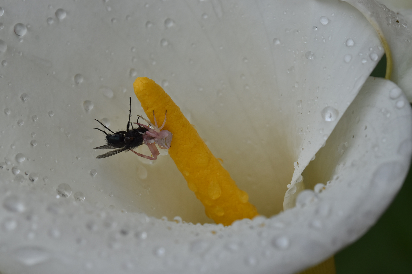 La thomise rose et la mouche....