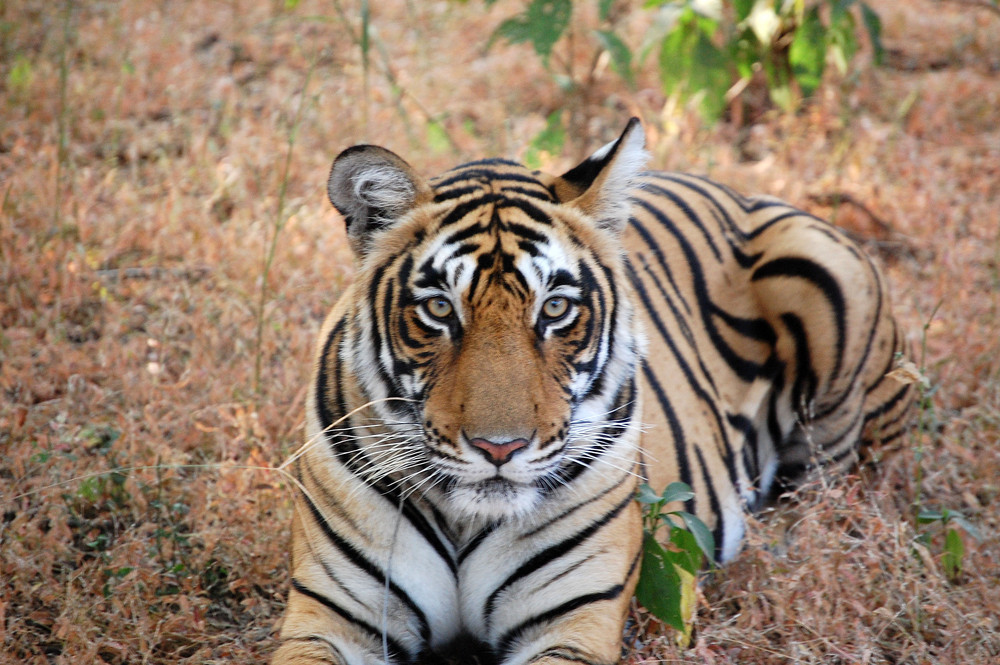 la tigre al Ranthambhore N.P. India