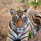 la tigre al Ranthambhore N.P. India