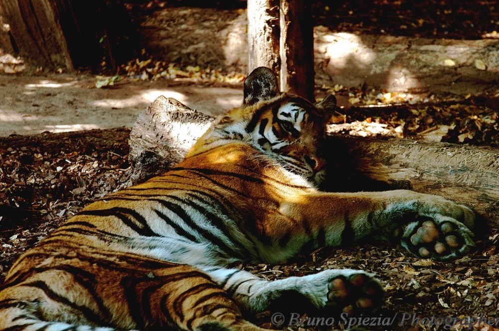 la tigre del bioparco