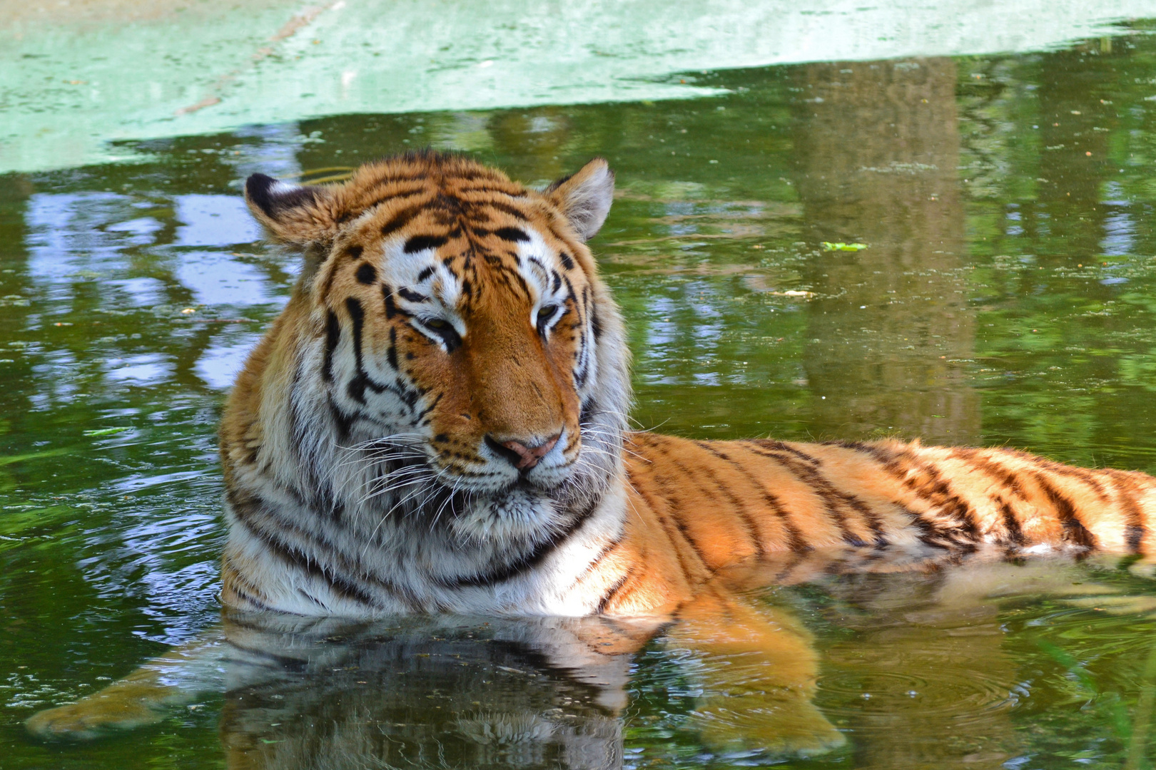 la tigre della.....zoo safari di pombia