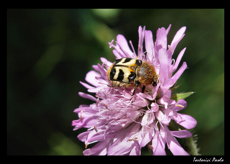 La tigre.................sul fiore