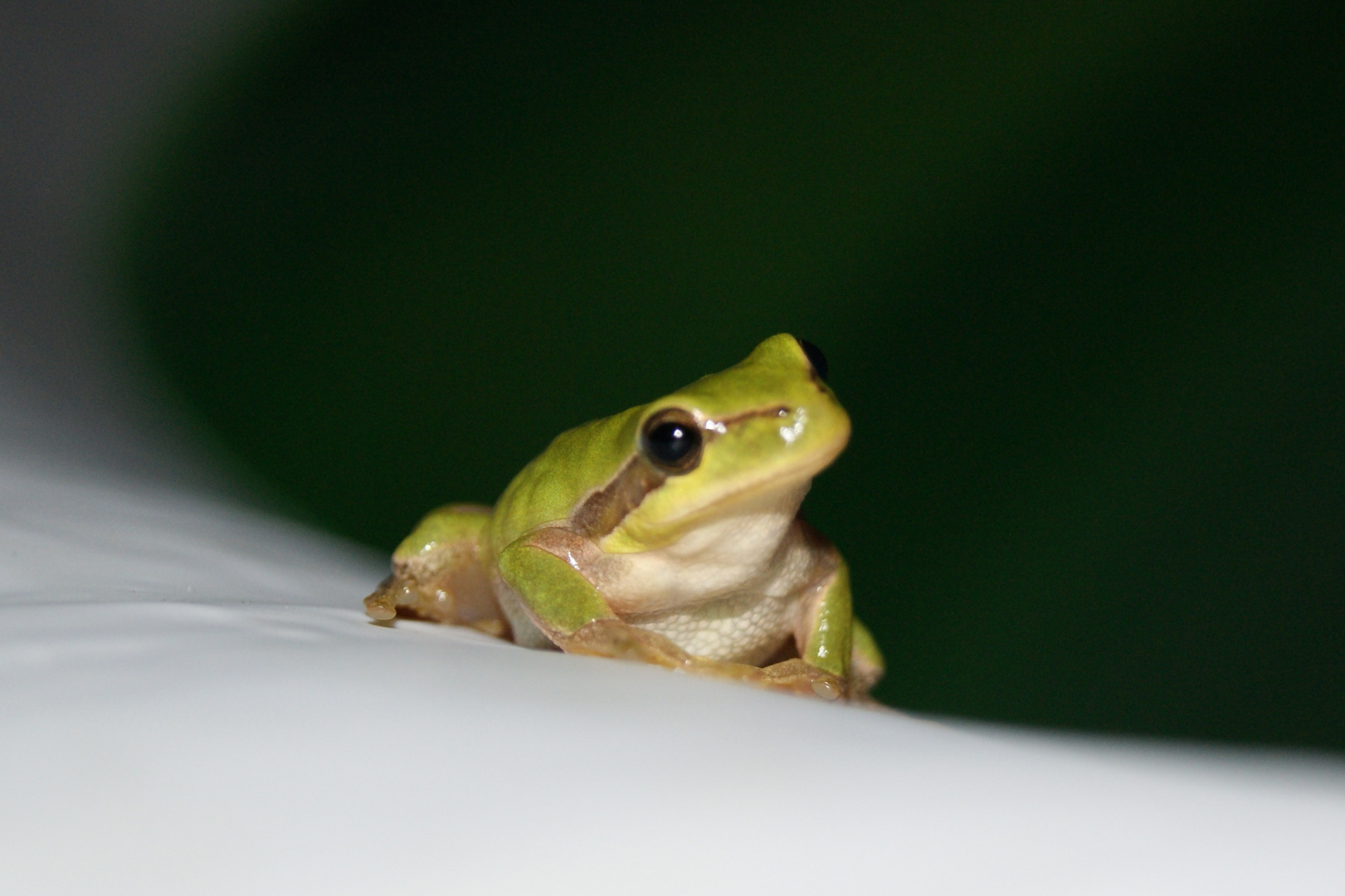 la tite grenouille du jardin