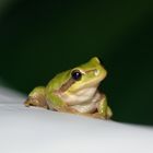 la tite grenouille du jardin