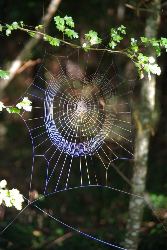 la toile à reflets