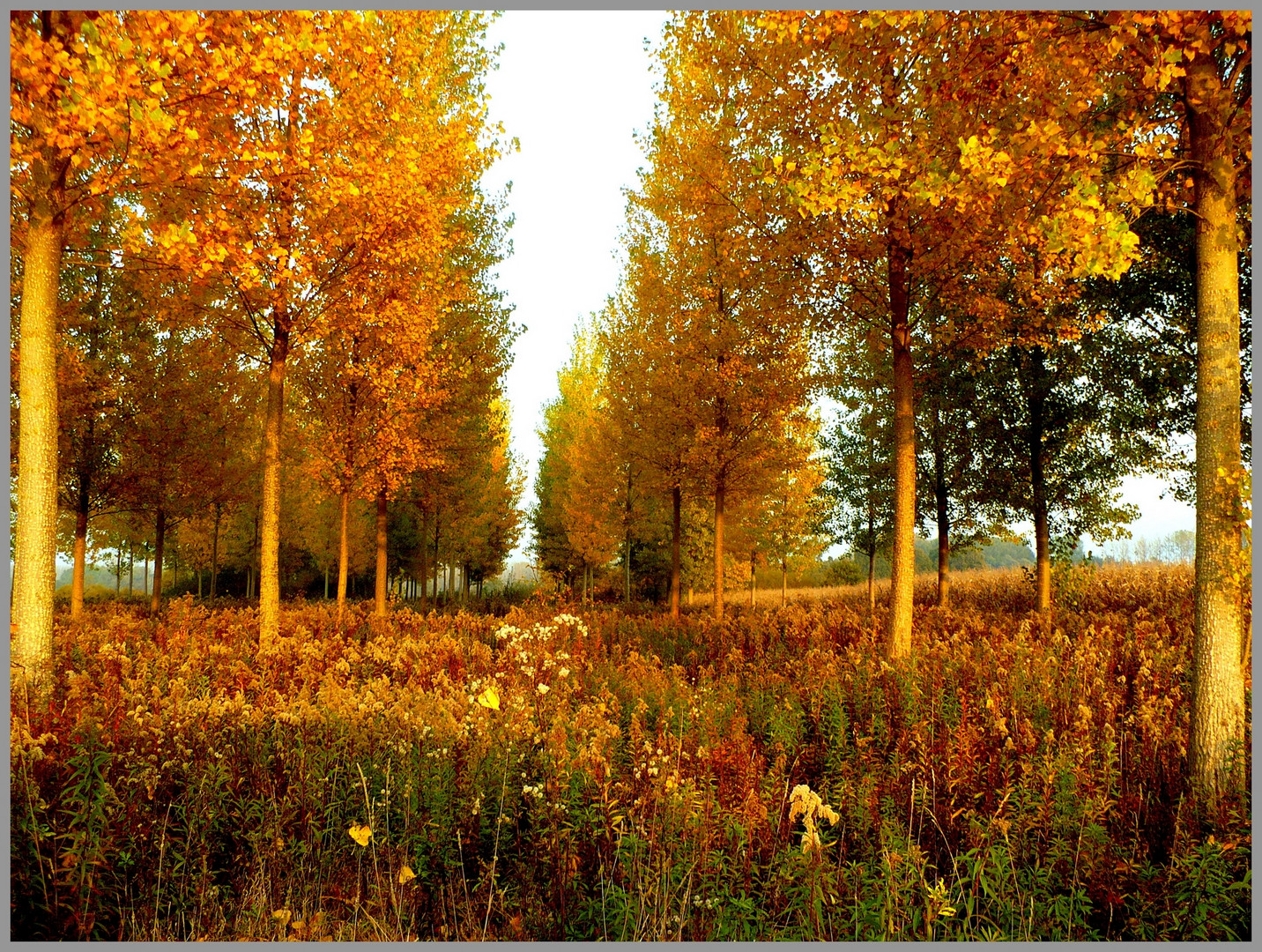 La toile coloré ...