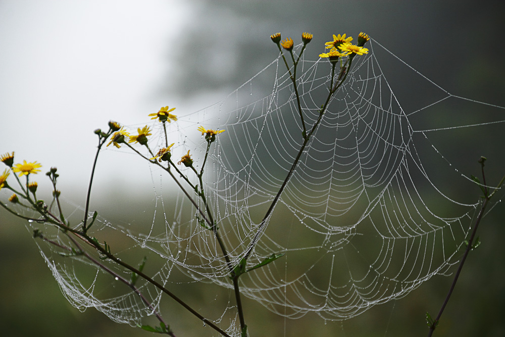 la toile d'araignée !!! photo et image | macro nature, macro divers ...