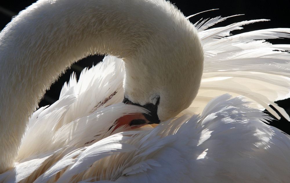 La toilette