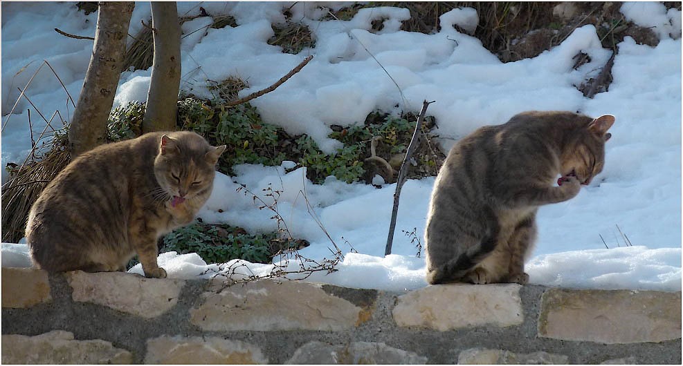 *la toilette*