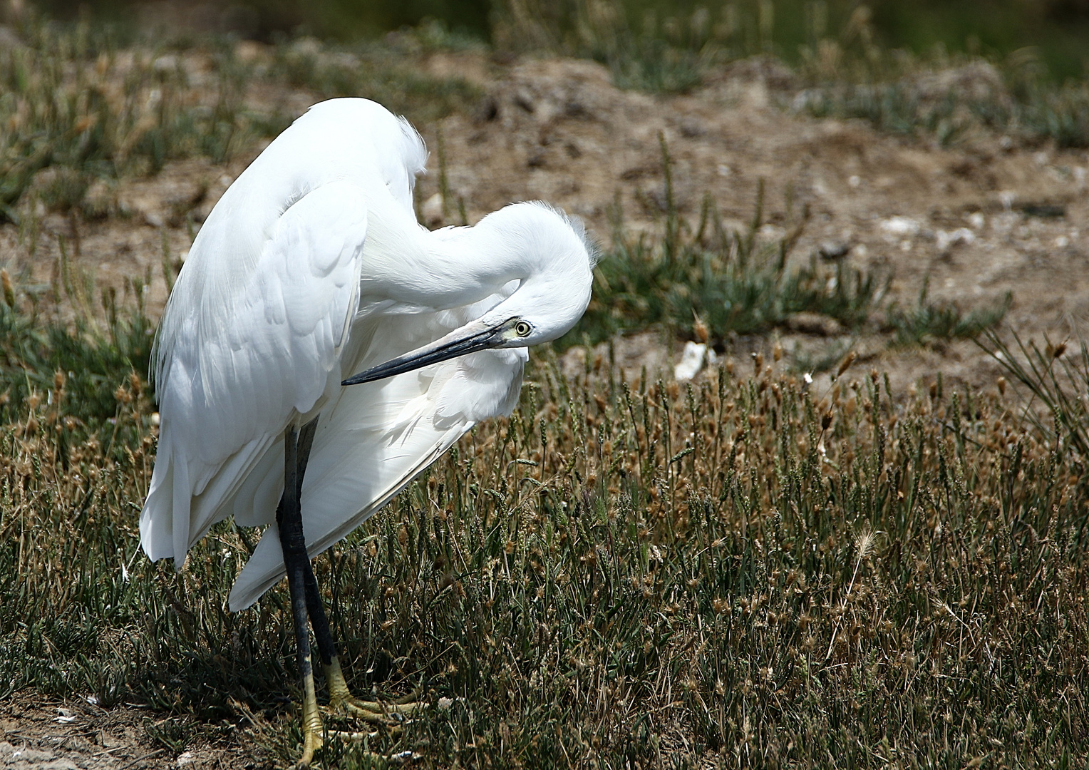 la toilette de l'aigrette !