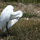 la toilette de l'aigrette !