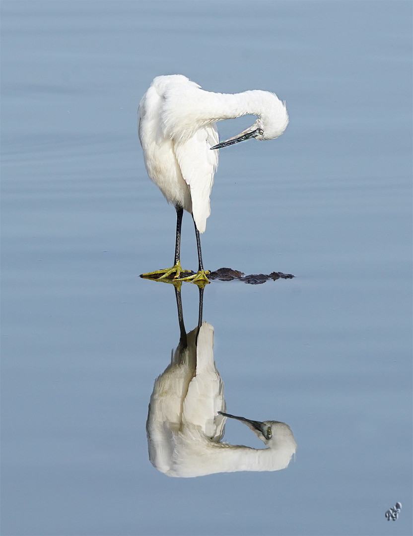 la toilette de l'aigrette garzette