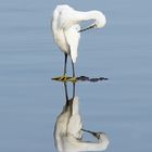 la toilette de l'aigrette garzette