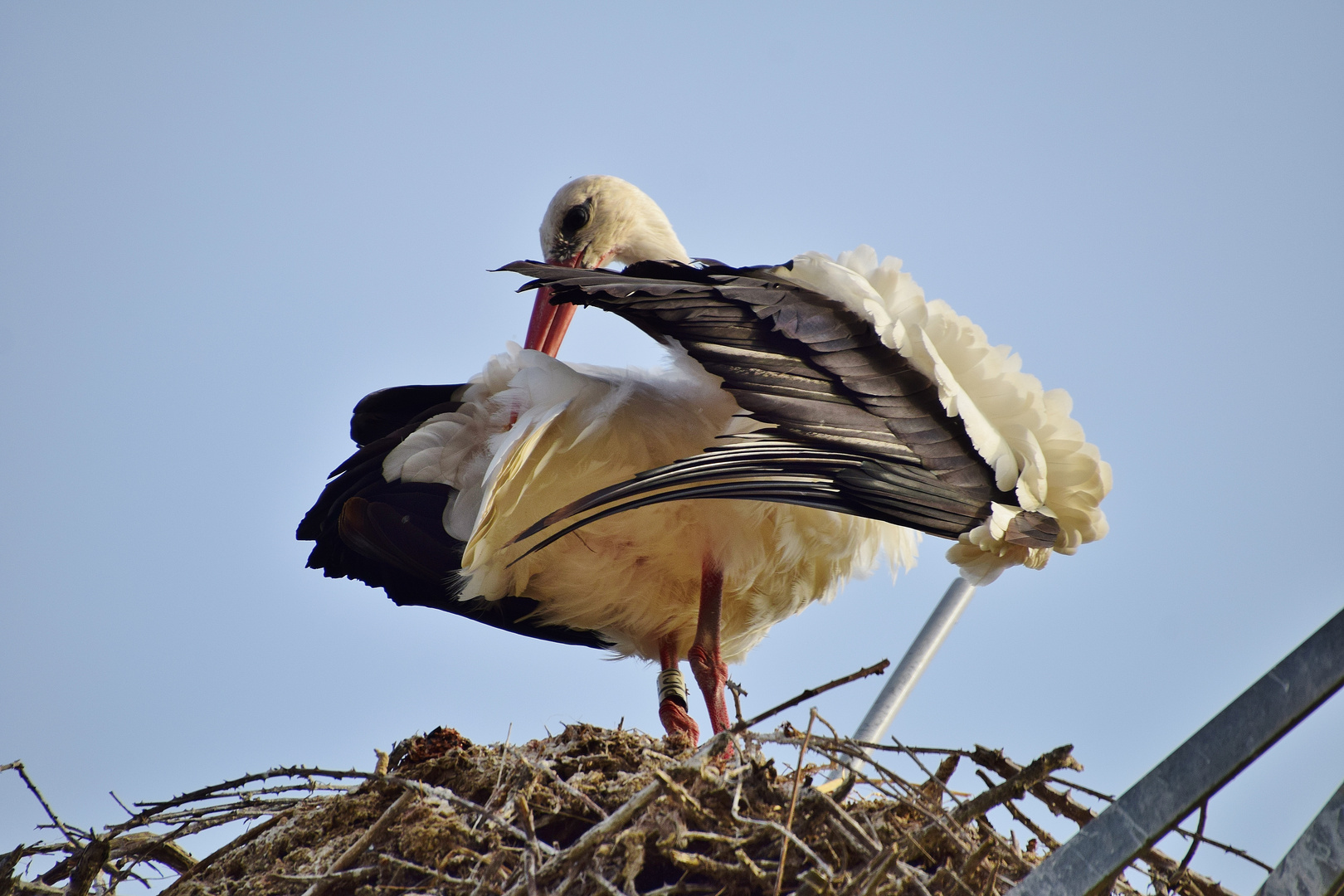 La toilette de Madame...