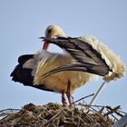 La toilette de Madame...