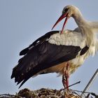 La toilette de Madame...