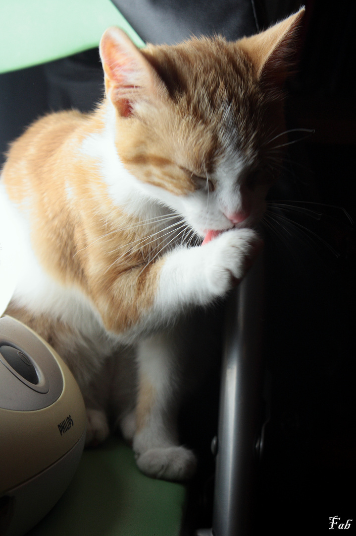 La toilette du chat